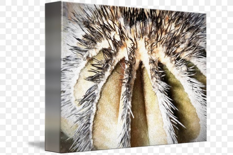 Fur Close-up Snout Grasses Family, PNG, 650x547px, Fur, Close Up, Closeup, Family, Grass Family Download Free
