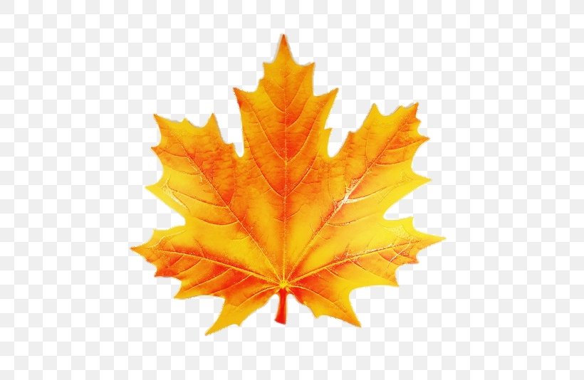 Maple Leaf Image Painting Stock Photography, PNG, 534x534px, Maple Leaf, Autumn Leaf Color, Banco De Imagens, Drawing, Flag Of Canada Download Free