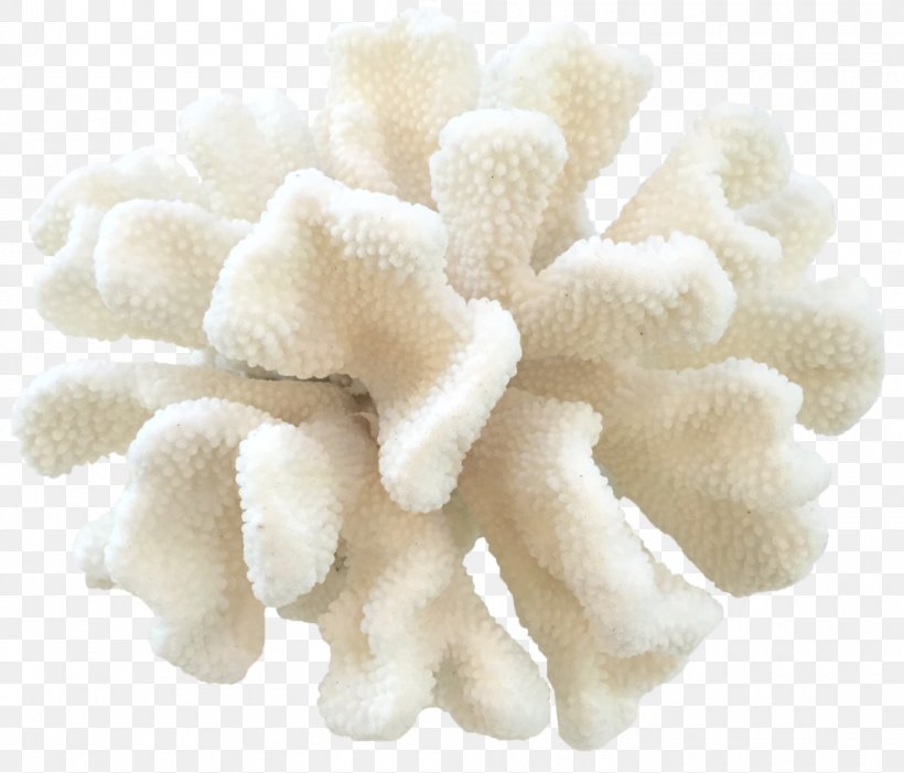 Cat Pocillopora Eydouxi Coral Paw Wool, PNG, 1000x855px, Cat, Coral, Paw, Pocillopora, Tiffany Farha Design Download Free