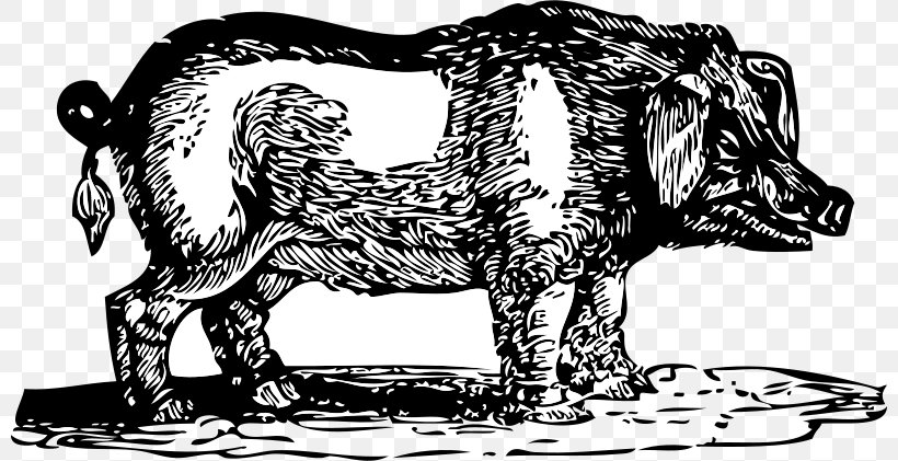 Domestic Pig Boar Hunting Clip Art, PNG, 800x421px, Domestic Pig, African Elephant, Art, Black And White, Boar Hunting Download Free
