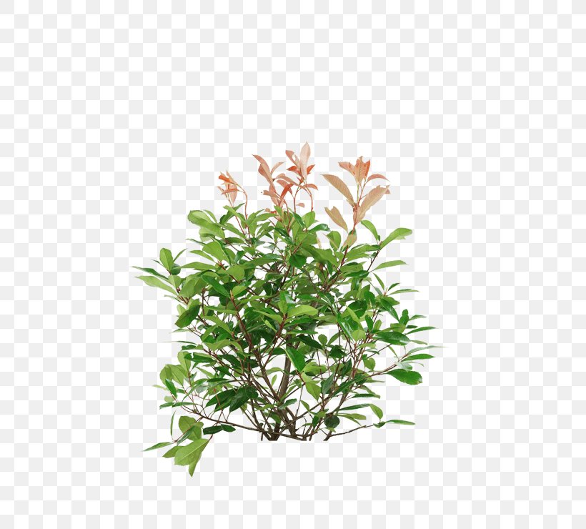 Shrub Plants Plant Stem Kochtopf Flowerpot, PNG, 560x740px, Shrub, Branch, Branching, Evergreen, Evergreen Marine Corp Download Free