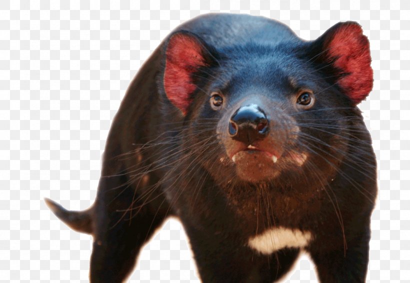 Tasmanian Devil National Zoo & Aquarium Wombat Dingo, PNG, 1053x727px, Tasmanian Devil, Animal, Carnivore, Common Wombat, Devil Facial Tumour Disease Download Free