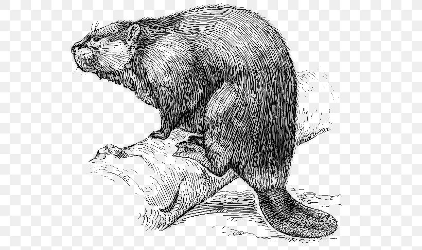 Beaver New France Fur Trade Canada, PNG, 562x487px, Beaver, Black And White, Canada, Carnivoran, Drawing Download Free