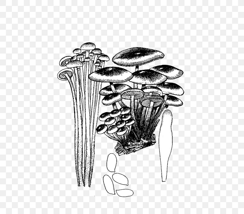 Black And White, PNG, 728x720px, Black And White, Drawing, Enokitake, Ink, Joint Download Free