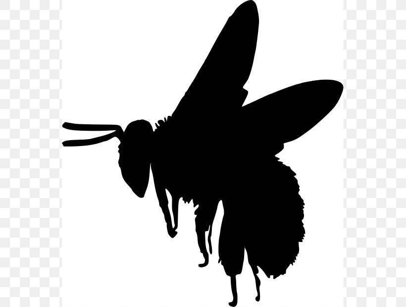 European Dark Bee Silhouette Bumblebee Clip Art, PNG, 569x620px, European Dark Bee, Bee, Beehive, Black, Black And White Download Free