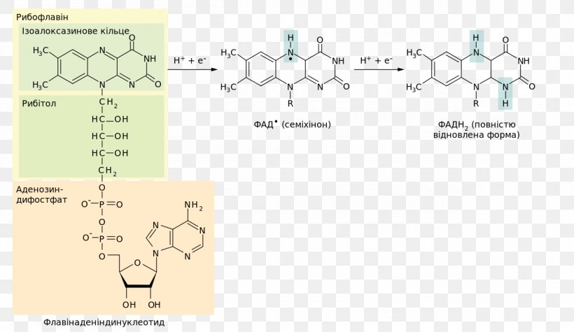 Flavin Adenine Dinucleotide Redox Flavin Group Electron Nicotinamide Adenine Dinucleotide, PNG, 1280x742px, Flavin Adenine Dinucleotide, Adenine, Area, Citric Acid Cycle, Dehydrogenation Download Free