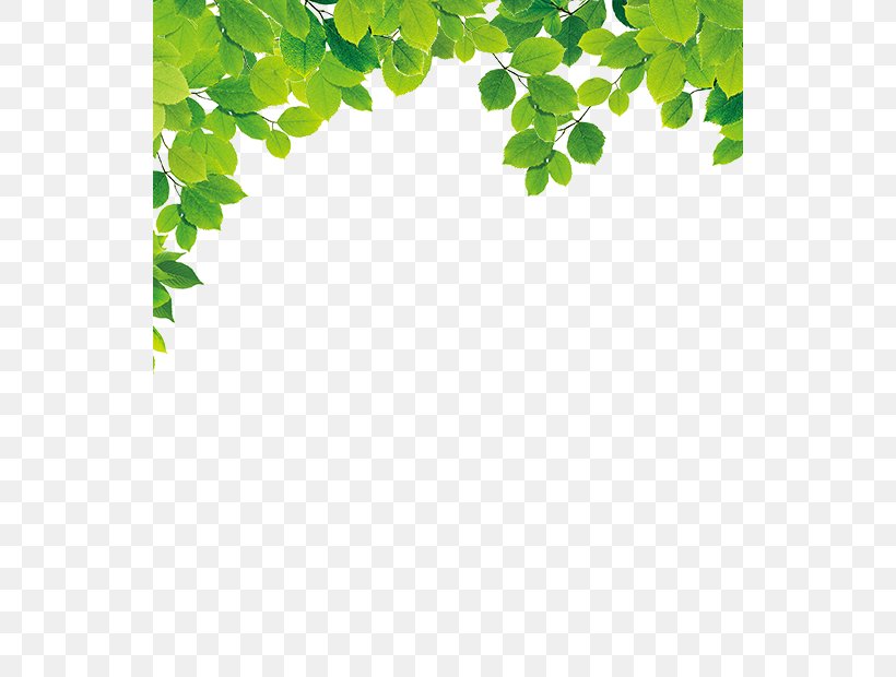 Green Leaf, PNG, 540x620px, Green, Branch, Data, Data Compression, Google Images Download Free