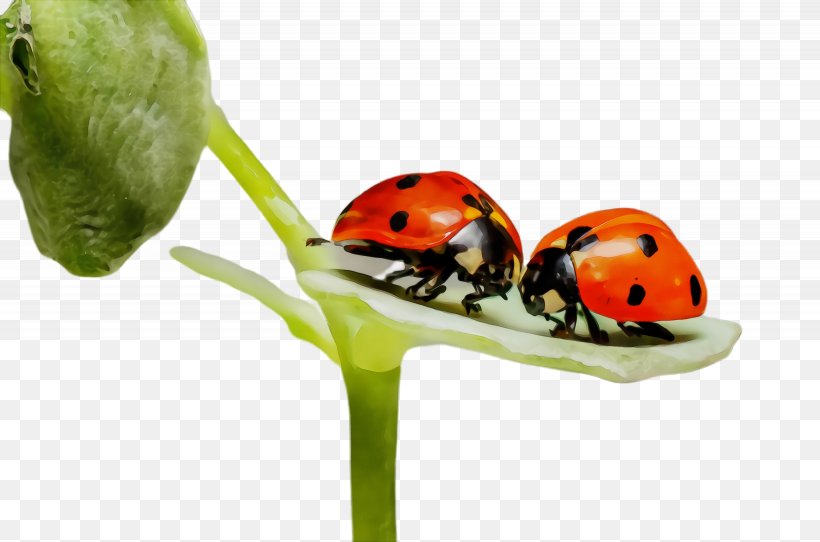 Ladybug, PNG, 2460x1628px, Watercolor, Beetle, Grass, Insect, Ladybug Download Free