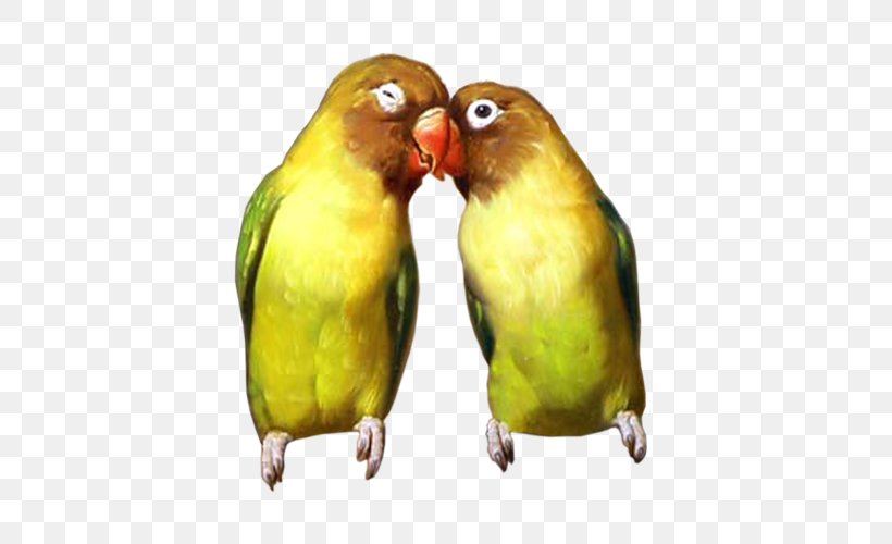 Lovebird Parakeet Carduelinae European Goldfinch, PNG, 500x500px, Bird, Beak, Cockatoo, Common Pet Parakeet, European Goldfinch Download Free