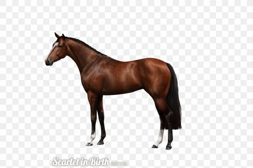 American Quarter Horse Andalusian Horse Stallion Quarter Pony, PNG, 960x640px, American Quarter Horse, Andalusian Horse, Bridle, Colt, Halter Download Free