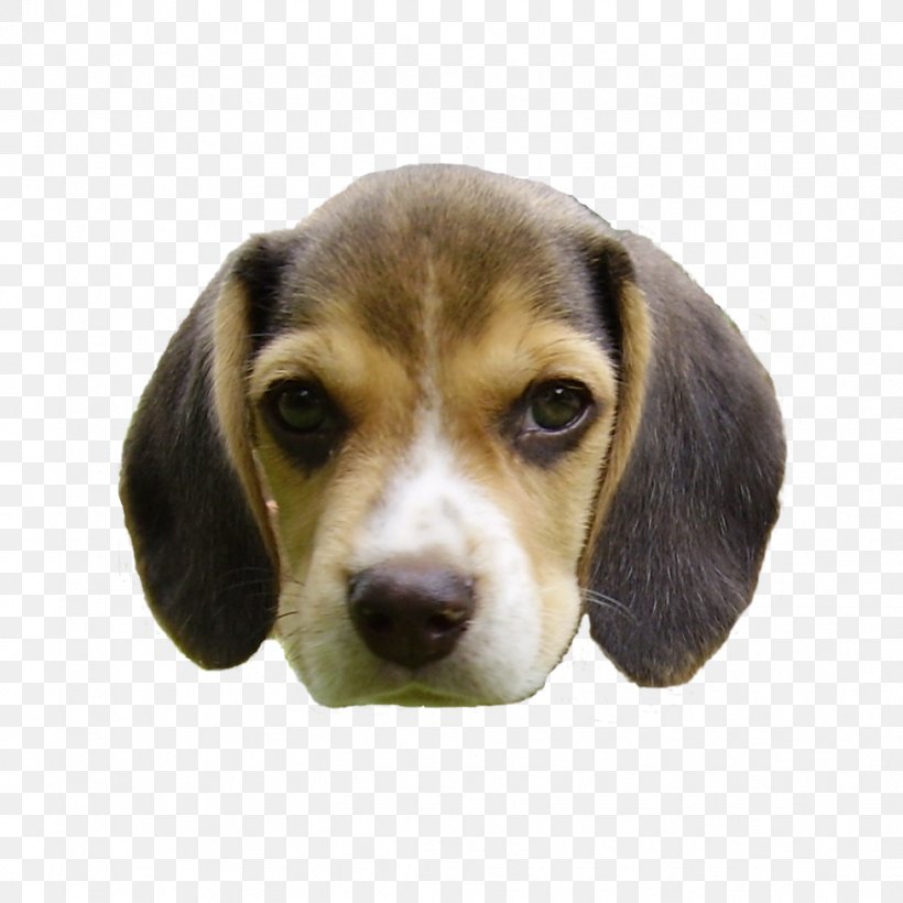 Beagle Basset Hound Barbet Dog Puppy Dog Breed, PNG, 976x976px, Beagle, Animal, Barbet Dog, Basset Hound, Breed Download Free