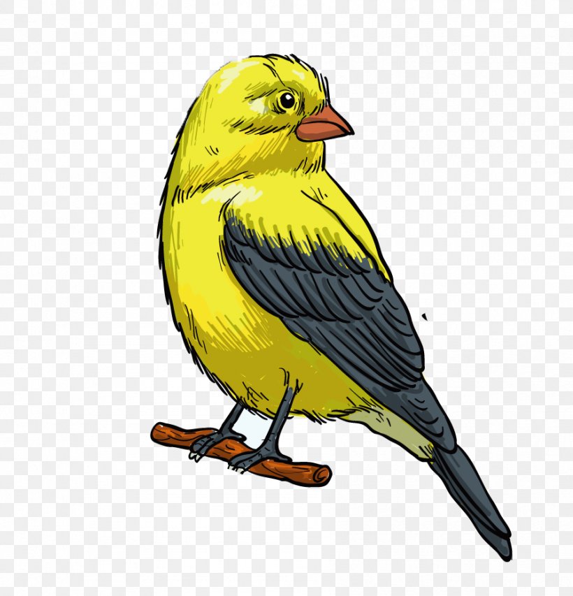 Bird Finches Illustration Image Beak, PNG, 893x929px, Bird, American Goldfinch, Beak, Common Chaffinch, Fauna Download Free