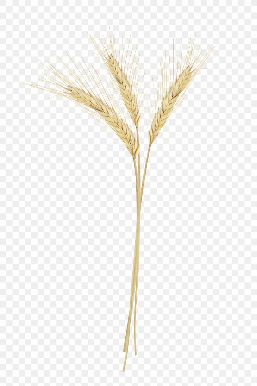 Grasses Family, PNG, 2400x3600px, Grasses, Commodity, Family, Food Grain, Grain Download Free
