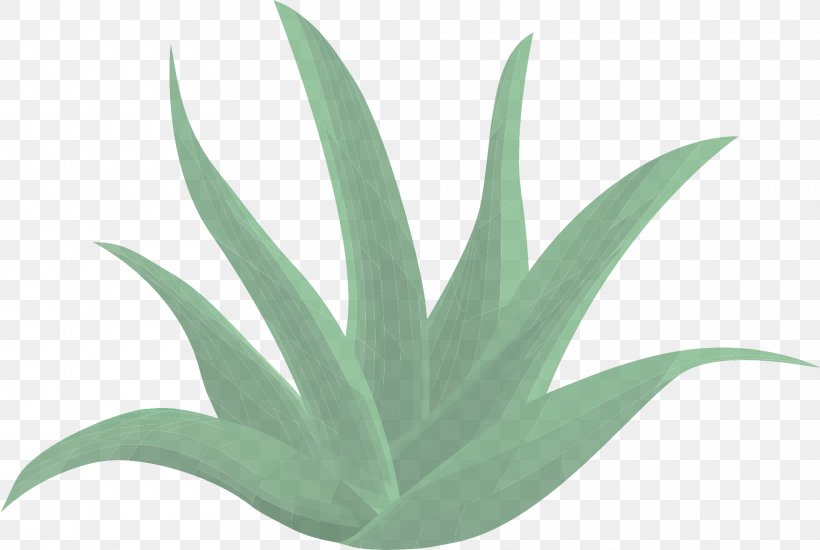 Leaf Green Plant Agave Flower, PNG, 1920x1290px, Leaf, Agave, Agave Azul, Aloe, Flower Download Free