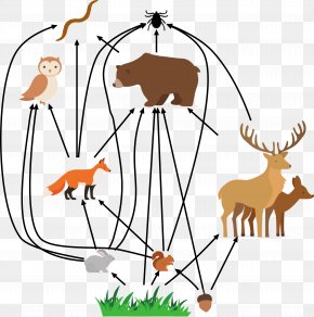 Reindeer - Reindeer Thesis University Of Chicago YouTube Clip Art PNG