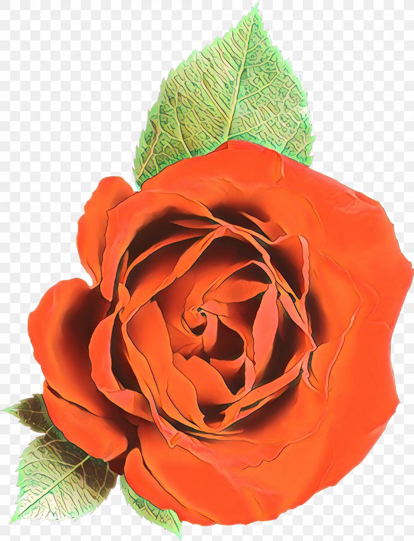Garden Roses Cabbage Rose Cut Flowers Petal, PNG, 2118x2768px, Garden Roses, Artificial Flower, Cabbage Rose, Cut Flowers, Floribunda Download Free