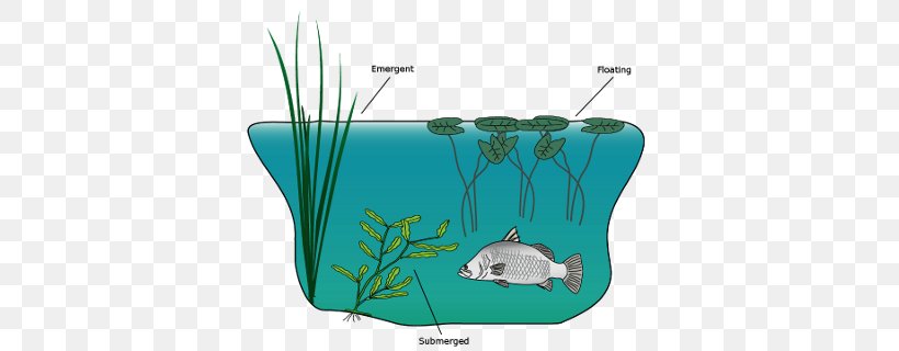 Macrophyte Aquatic Plants Aquatic Animal Water Resources, PNG, 400x320px, Macrophyte, Aqua, Aquatic Animal, Aquatic Plants, Cattail Download Free