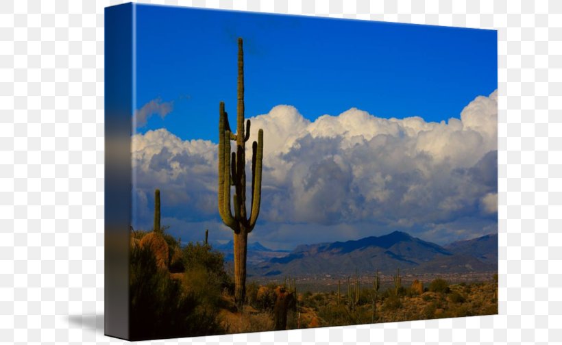 Saguaro Cactaceae Desert Landscape Plant, PNG, 650x504px, Saguaro, Boulder, Cactaceae, Cloud, Cobble Download Free