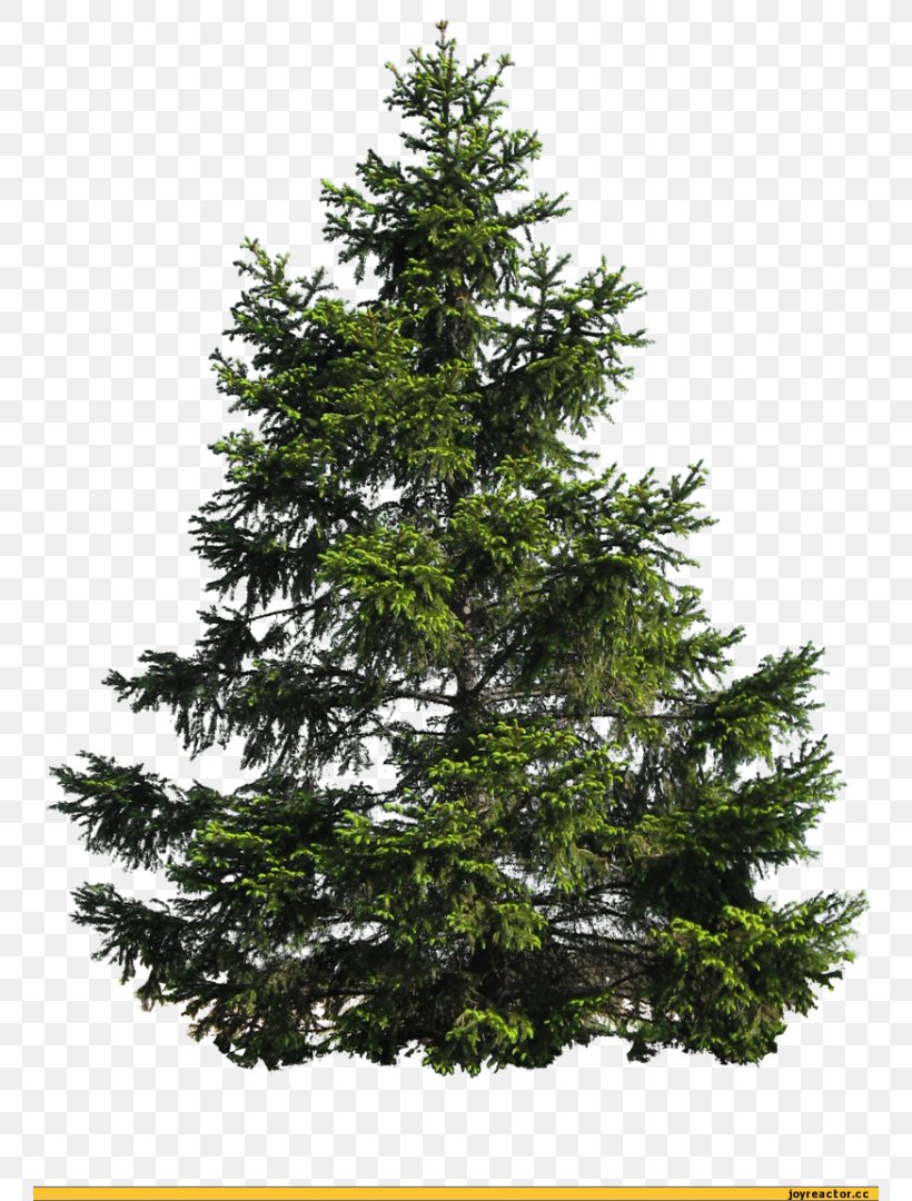 Scots Pine Tree Clip Art, PNG, 760x1080px, Scots Pine, Biome, Branch, Christmas Decoration, Christmas Tree Download Free