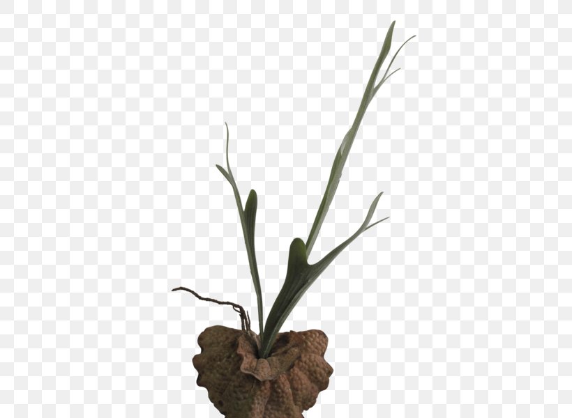 Twig Flowerpot Grasses Plant Stem, PNG, 600x600px, Twig, Branch, Family, Flora, Flower Download Free