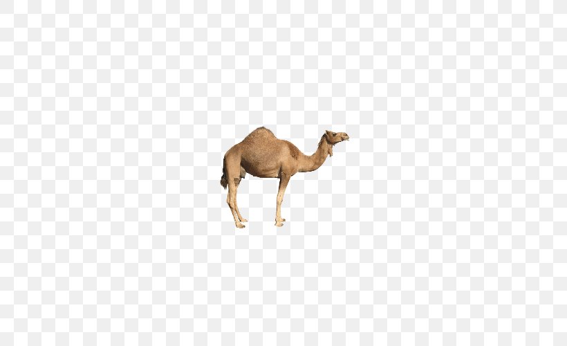 Bactrian Camel Baby Arabic Alphabet Better Than Before Screenshot Android, PNG, 500x500px, Bactrian Camel, Android, Application Programming Interface, Application Software, Arabian Camel Download Free