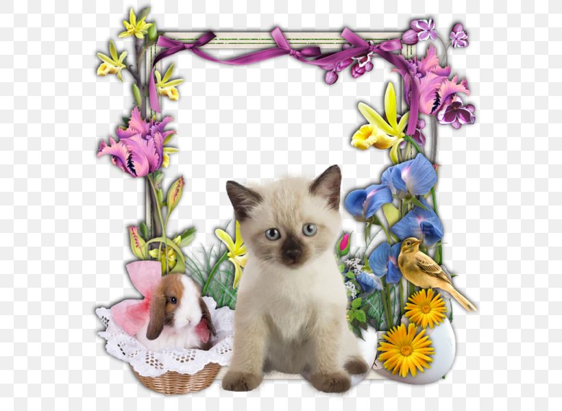 Colomba Di Pasqua Easter Bunny Kitten Easter Vigil, PNG, 600x600px, Colomba Di Pasqua, Asian, Balinese, Carnivoran, Cat Download Free