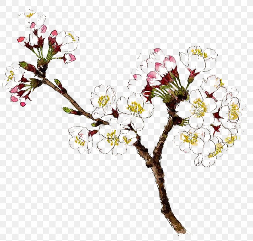 Drawing Watercolor Painting Flower, PNG, 999x956px, Drawing, Blossom, Branch, Cherry Blossom, Cut Flowers Download Free