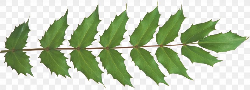 Leaf Plant Stem Branch Clip Art, PNG, 2932x1067px, Leaf, Autumn, Branch, Green, Plant Download Free