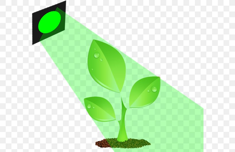 Light Plants Green Color Leaf, PNG, 600x530px, Light, Agriculture, Color, Crop, Flower Download Free