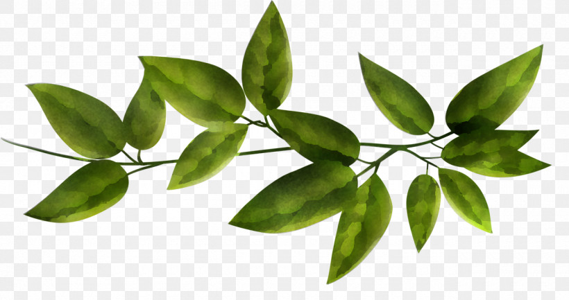 Plant Leaf Flower Tree Woody Plant, PNG, 1280x676px, Plant, Branch, Flower, Leaf, Tree Download Free