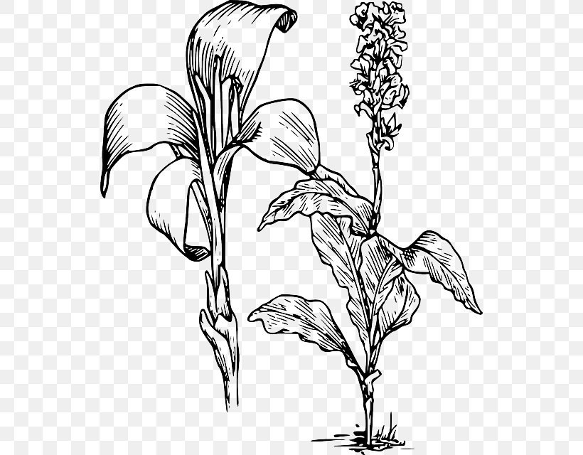 Arum-lily Canna Indica Flower Tiger Lily Clip Art, PNG, 538x640px, Arumlily, Art, Artwork, Black And White, Branch Download Free
