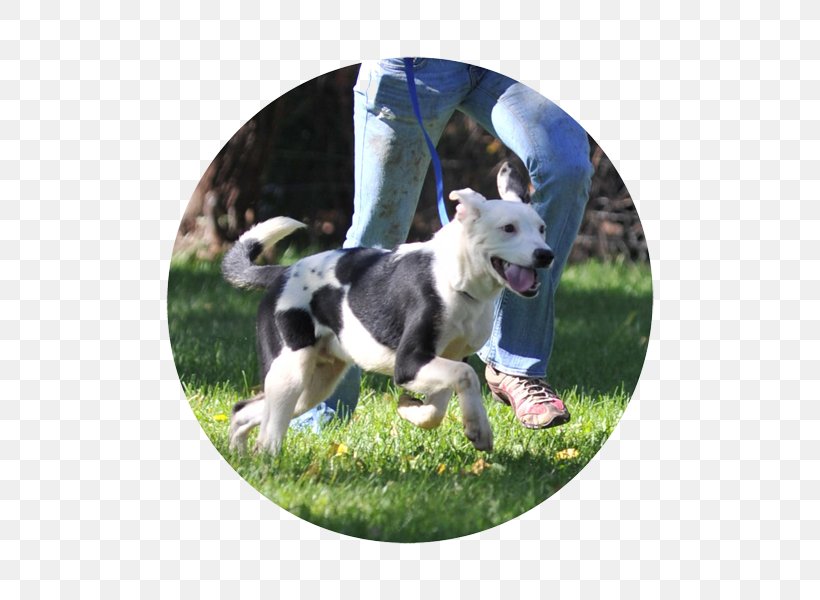 Dog Breed Border Collie Rough Collie, PNG, 600x600px, Dog Breed, Border Collie, Breed, Dog, Dog Breed Group Download Free