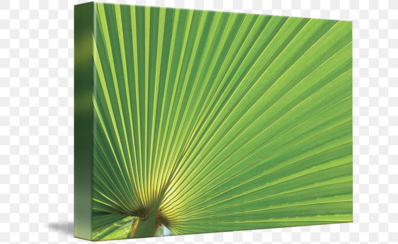 Gallery Wrap Leaf Green Canvas Art, PNG, 650x504px, Gallery Wrap, Art, Canvas, Grass, Green Download Free