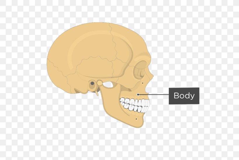 Jaw Zygomatic Bone Anatomy Maxilla Human Body, PNG, 701x550px, Jaw, Anatomy, Bone, Cheek, Ear Download Free