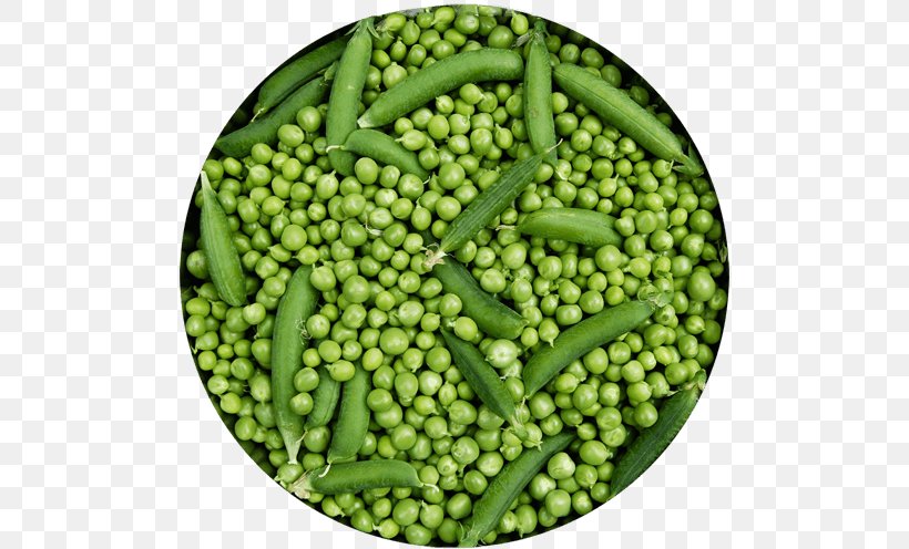 Pea Protein Food Green Bean Lima Bean, PNG, 500x496px, Pea, Annual Plant, Auglis, Bean, Commodity Download Free