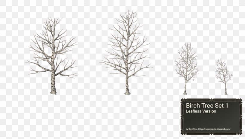 Pine Family Tree Birch Winter Snow, PNG, 1432x816px, Pine Family, Birch, Black And White, Branch, Conifer Download Free