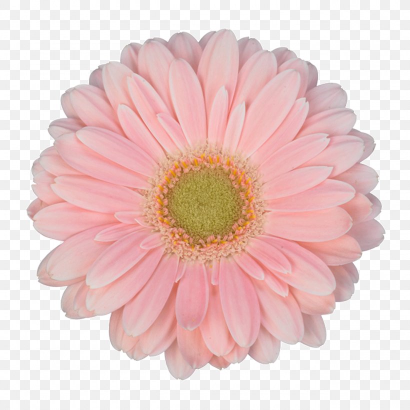 Transvaal Daisy Cut Flowers Flower Bouquet Garden Roses, PNG, 1280x1280px, Transvaal Daisy, Annual Plant, Chrysanthemum, Chrysanths, Cut Flowers Download Free