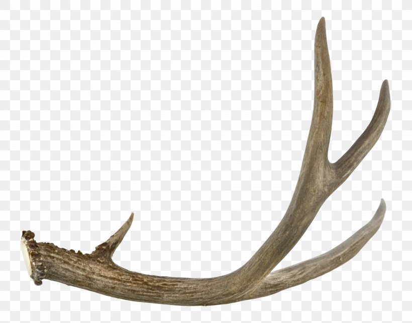 Antler Jaw, PNG, 3709x2913px, Antler, Horn, Jaw, Material, Natural Material Download Free