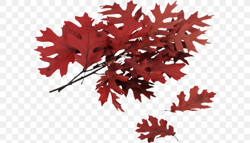 Autumn Leaf Color Northern Red Oak, PNG, 600x470px, Autumn Leaf Color, Autumn, Branch, Flowering Plant, Image File Formats Download Free