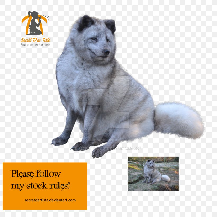 Norwegian Elkhound Snout Dog Breed Fur, PNG, 800x820px, Norwegian Elkhound, Breed, Dog, Dog Breed, Dog Breed Group Download Free