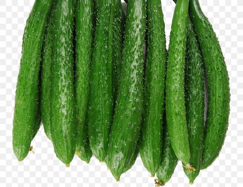 Vegetable Cucumber Auglis Gourd Melon, PNG, 1024x791px, Vegetable, Auglis, Bitter Melon, Cucumber, Cucumber Gourd And Melon Family Download Free