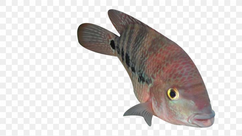 A Spot Of Ocean Fish, PNG, 917x516px, Fish, Animal Source Foods, Biology, Designer, Fauna Download Free