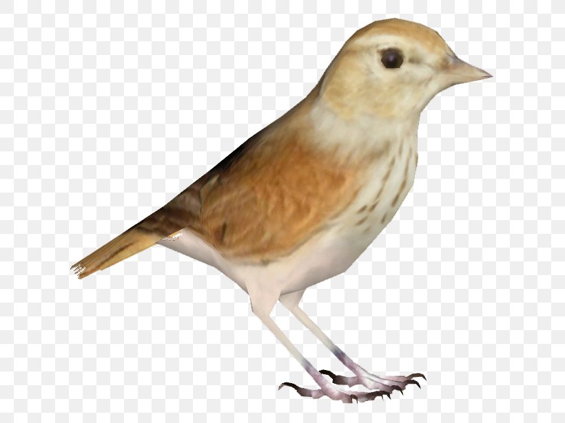 Common Nightingale House Sparrow Finch American Sparrows, PNG, 615x615px, Common Nightingale, American Sparrows, Beak, Bird, Emberizidae Download Free