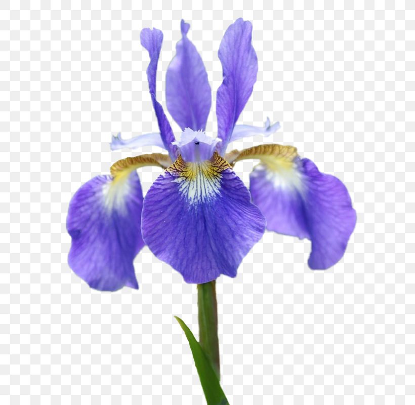 Northern Blue Flag Orris Root Irises Iris Croatica Algerian Iris, PNG, 655x800px, Northern Blue Flag, Advertising, Algerian Iris, Flower, Flowering Plant Download Free