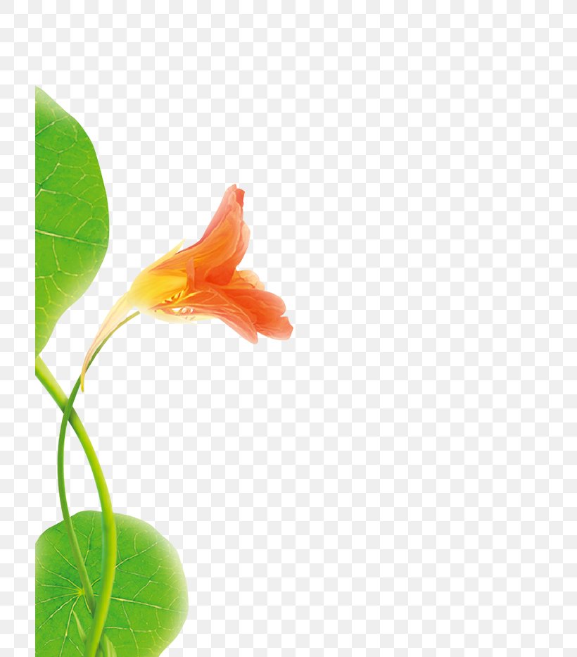 Petal Leaf Close-up Plant Stem, PNG, 720x933px, Petal, Closeup, Flora, Flower, Leaf Download Free