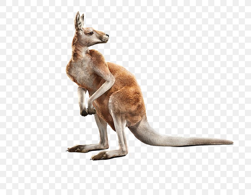 Red Kangaroo Computer-generated Imagery Photorealism Animal, PNG, 751x639px, Kangaroo, Animal, Animal Figure, Business, Carnival Of The Animals Download Free