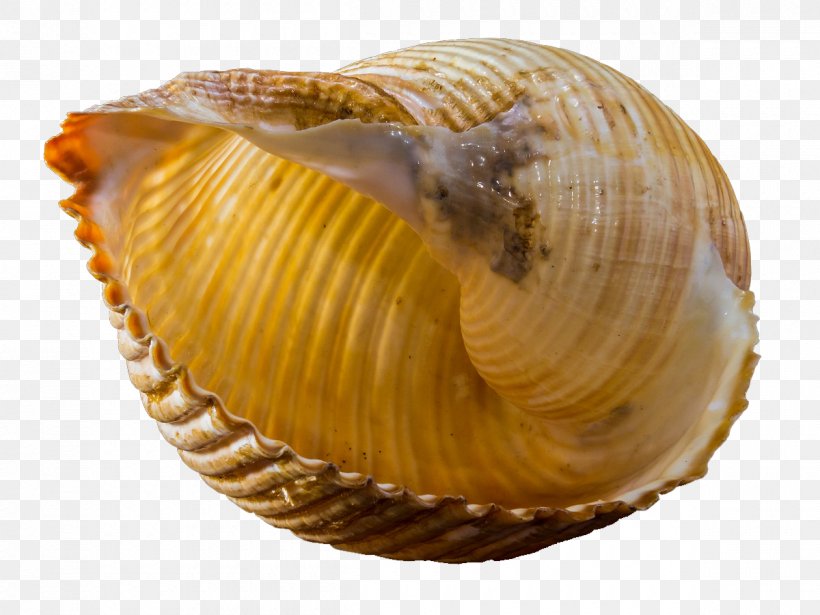 Seashell Snail Gastropod Shell, PNG, 1200x900px, Seashell, Animal Source Foods, Clam, Clams Oysters Mussels And Scallops, Cockle Download Free
