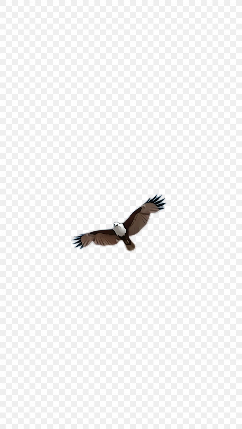 Bird Eagle Bird Of Prey Wing Beak, PNG, 1500x2664px, Bird, Bald Eagle, Beak, Bird Of Prey, Eagle Download Free