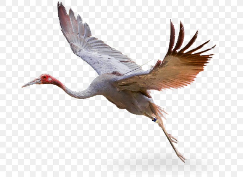 Sarus Crane Hellabrunn Zoo Animal, PNG, 677x600px, Crane, Animal, Beak, Bird, Common Reed Download Free