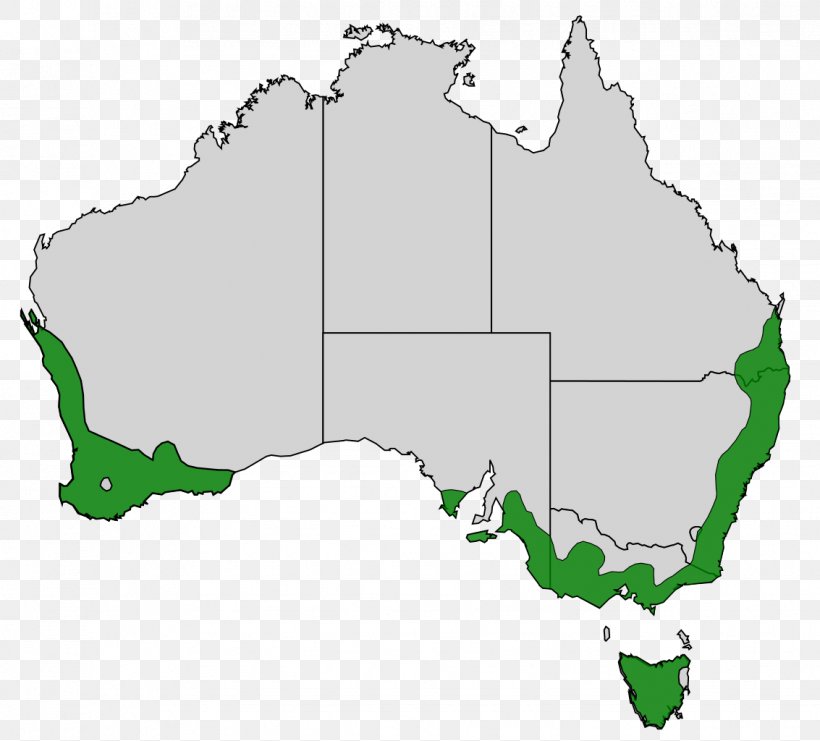 United States World Map Western Australia Australian Marriage Law Postal Survey, PNG, 1133x1024px, United States, Area, Australia, Blank Map, Electoral District Download Free